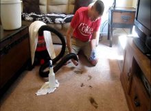 Best Cleaner For Dog Poop On Carpet