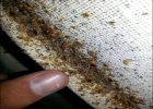 Carpet Beetle Bug Spray