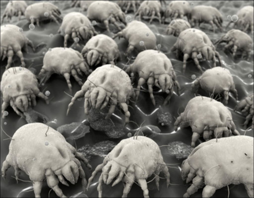 What Kills Dust Mites In Carpet